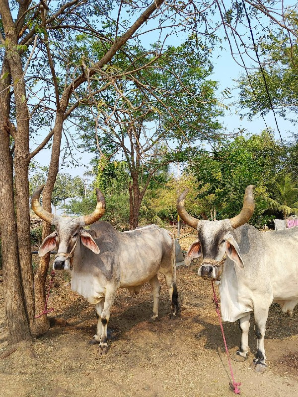 બલદ વેચવાના છે