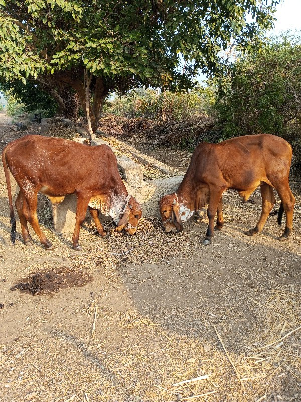 2 ખૂંટિયા દેવાન...