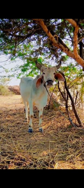 વેચવા ના છે