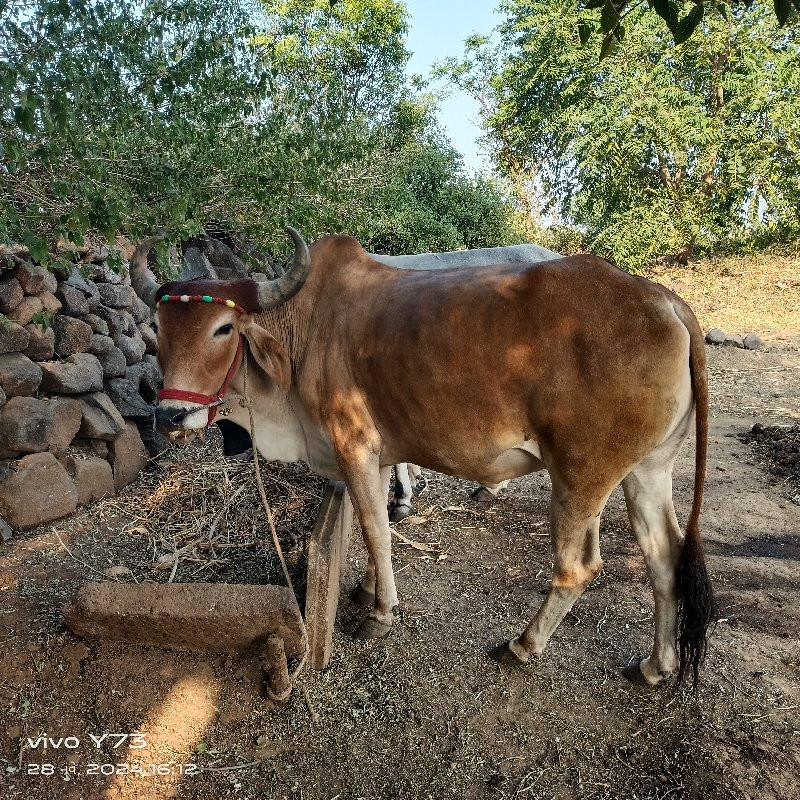 હનીફ ભાઈ