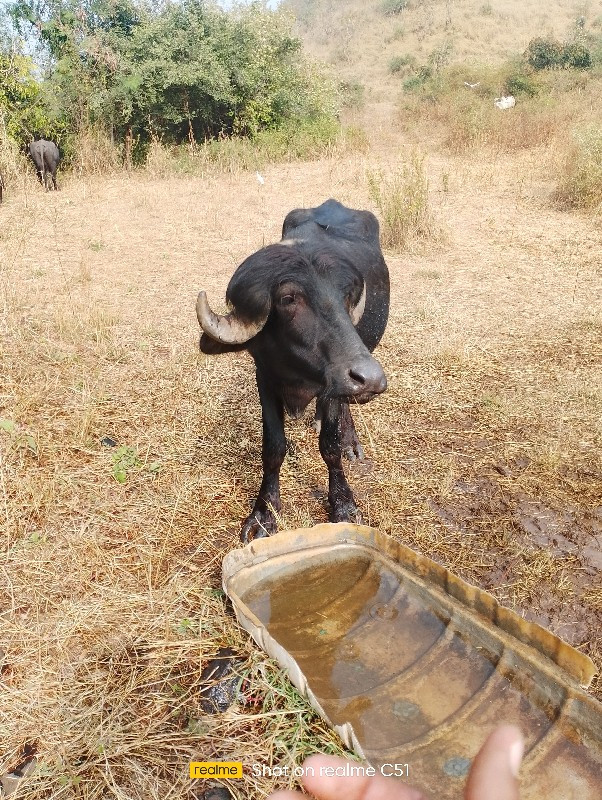 પાડા નું સાટું...