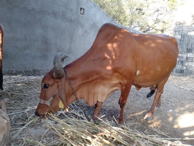 ગાય  સોથું વેતર...