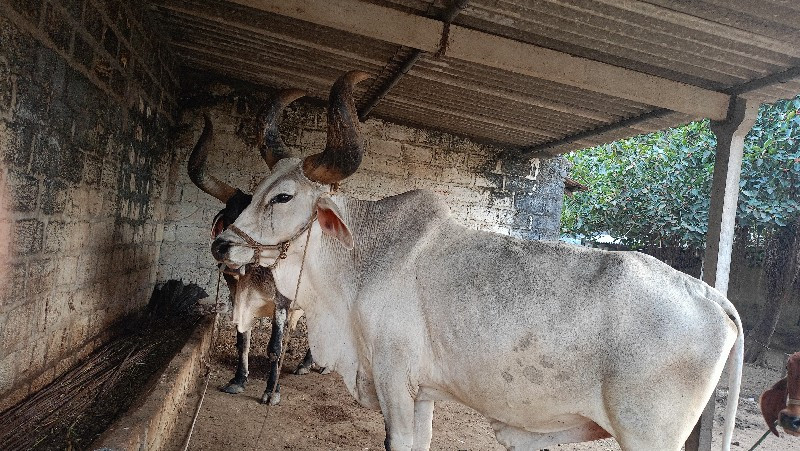 બળદ વેચવાના છે