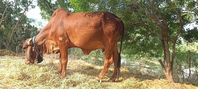 ગાય