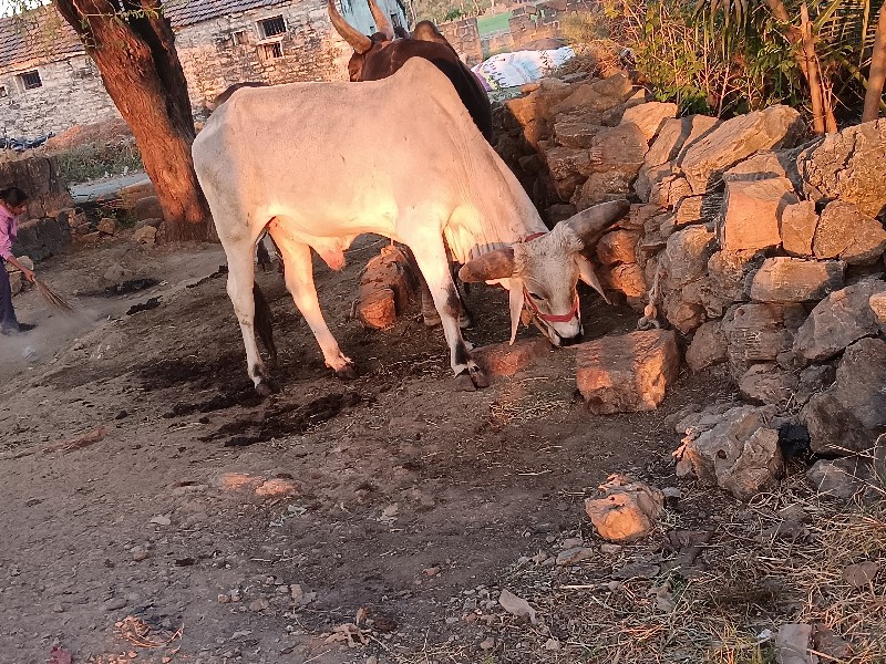 ગોધાલો 1 છે