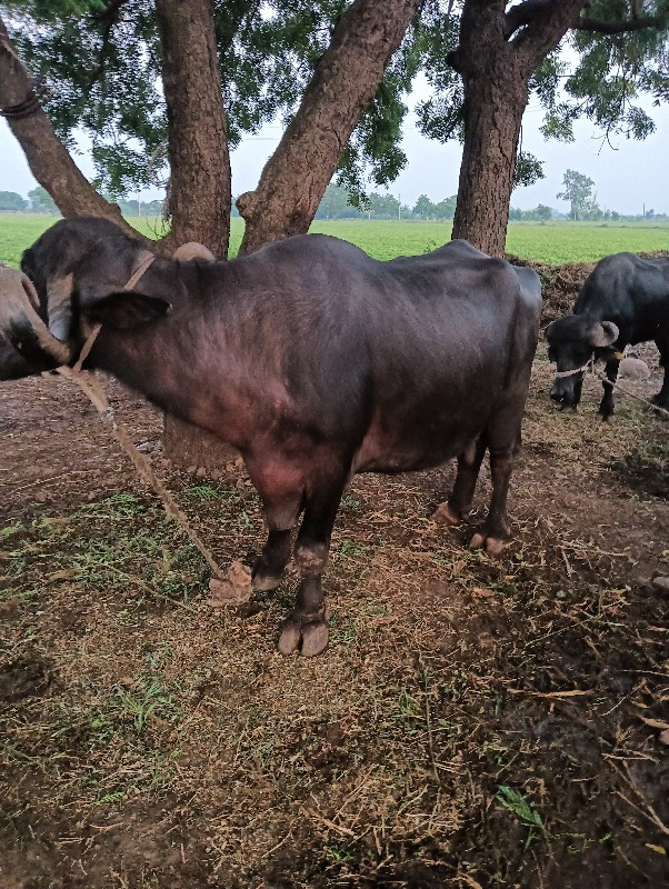 ભેંસ વેચવાની છે