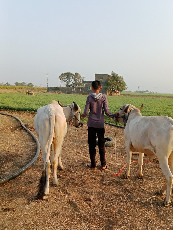 ગોઢલા