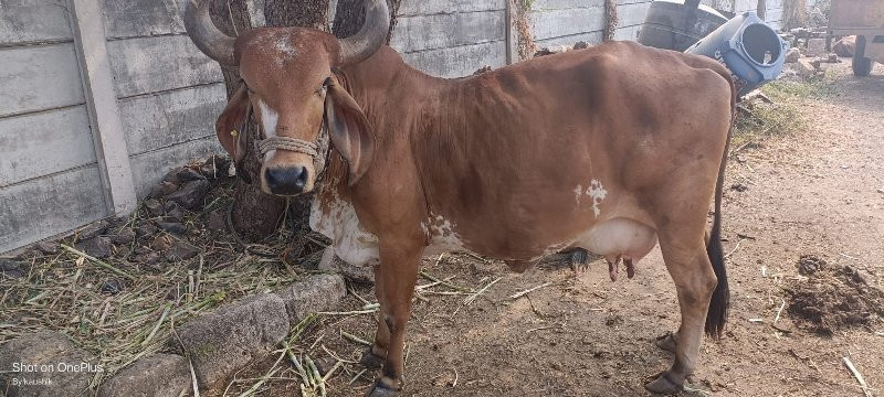 દેશી ગાય વેચવાન...