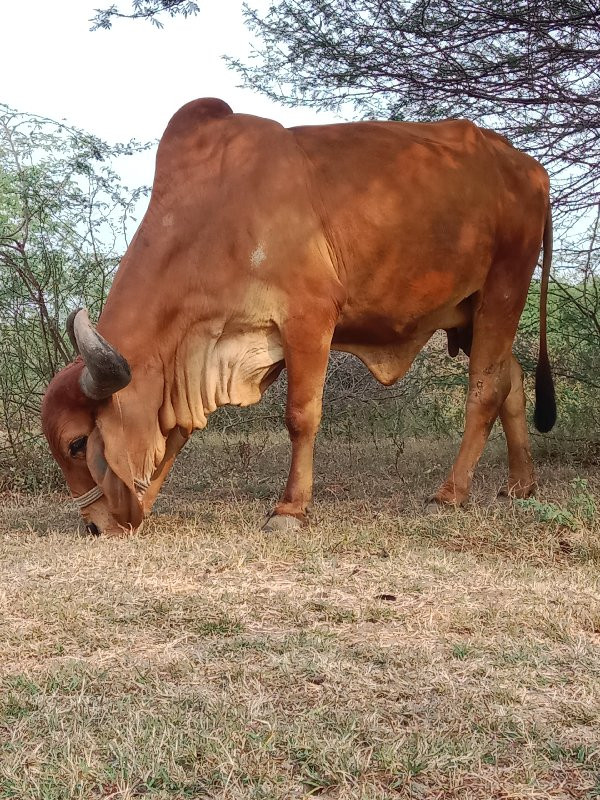 ગાય