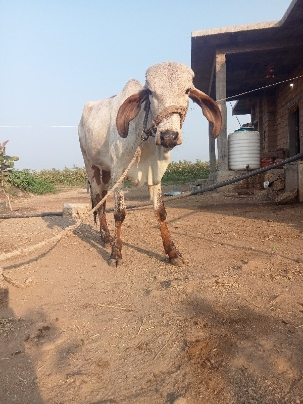 વાસડી વેચવાની સ...