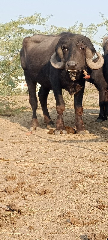 ખડી વેચવાની