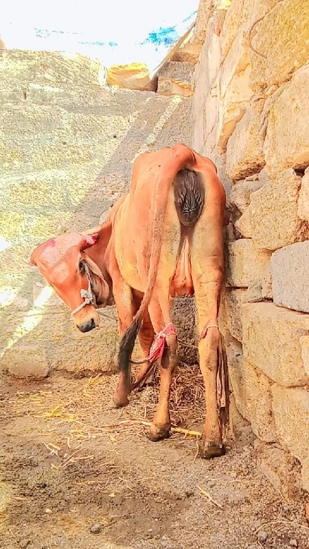 ganjepur Rajkot...