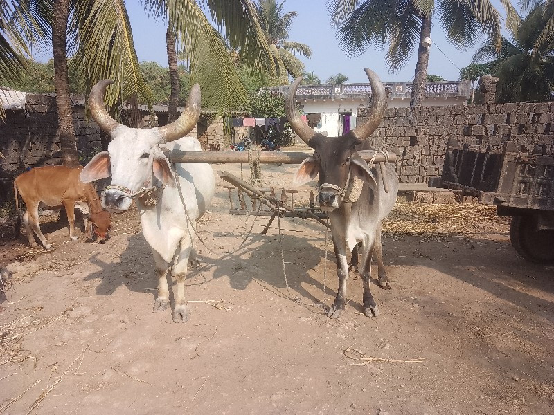 આ બળદ વેચવાનો છ...