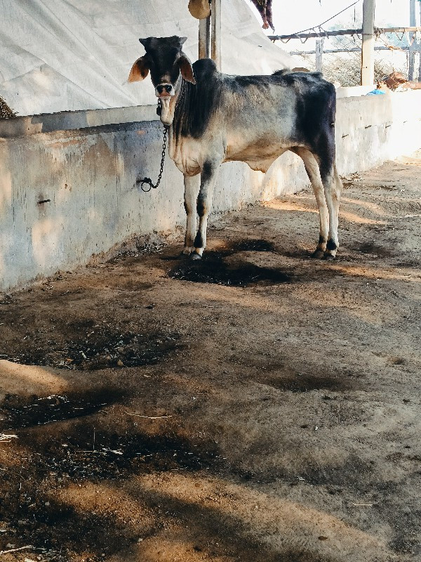 વાછડો વેચવાનો છ...