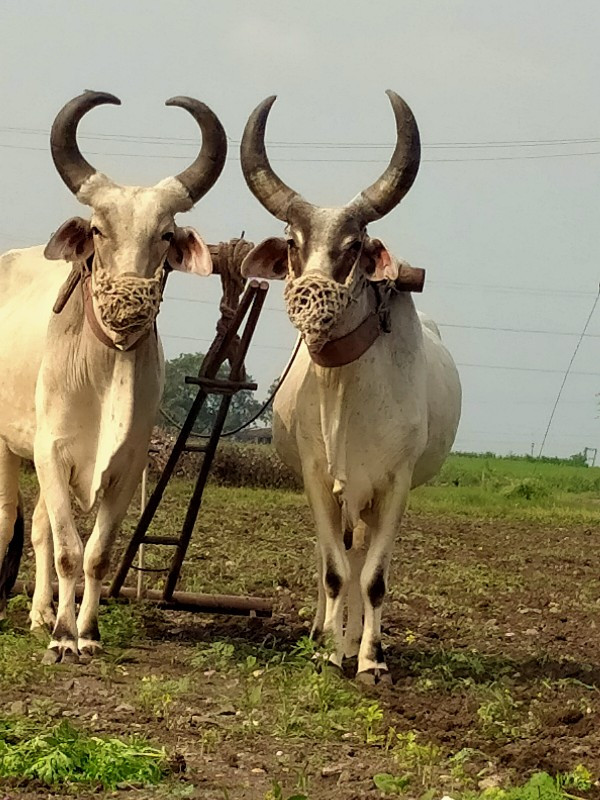 બડદ વેચવાના છે