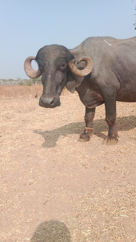 આ ભેંસ વેચવાની...