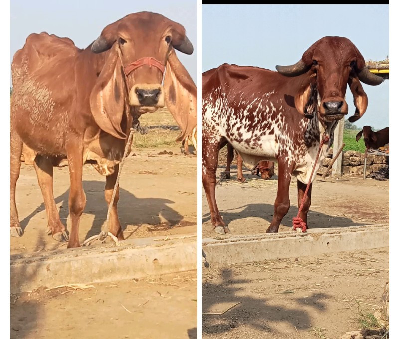 ગાય નાના મોટા...