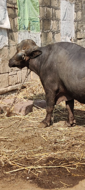 જાફરાબાદી ભેંસ...