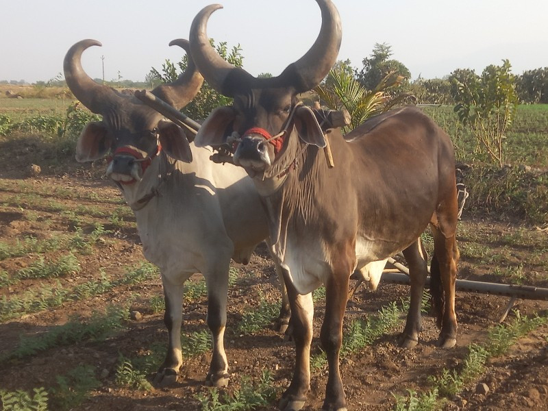 કેટલા વેચવાના છ...