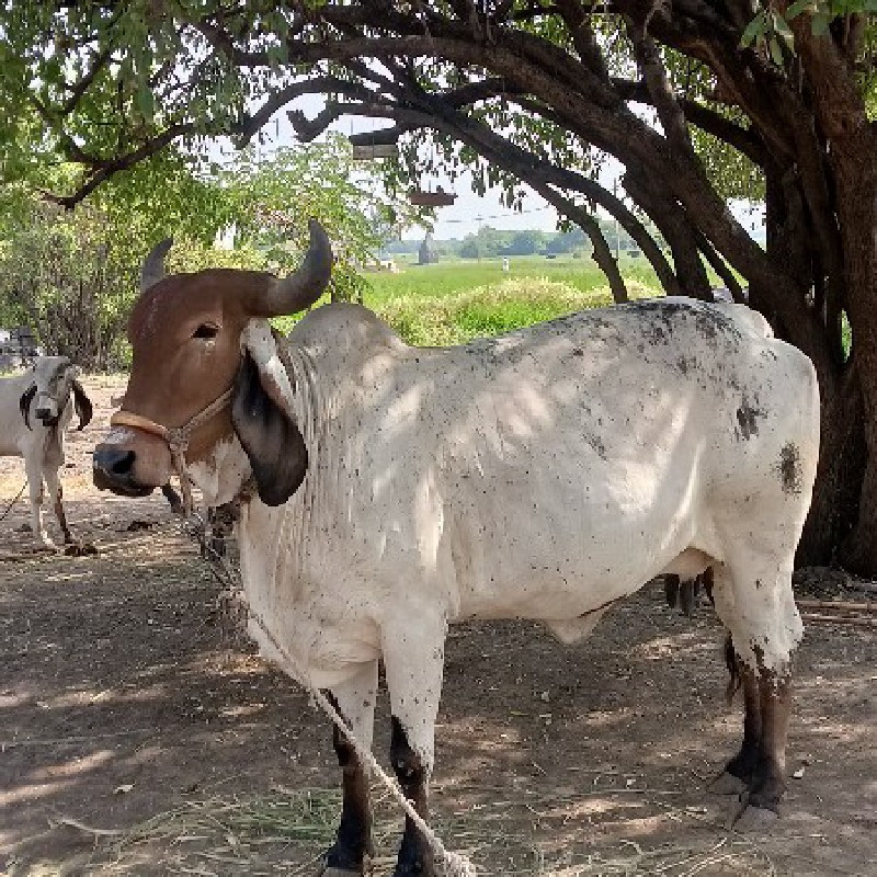 વૈશવાની છે