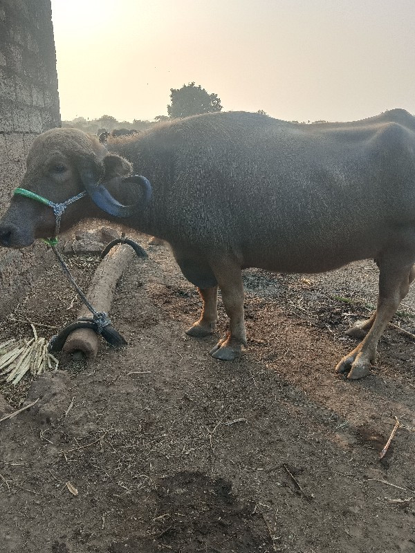 ભેંસ વેચવાની છે