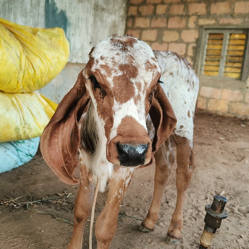 ગાય વેચવાની છે