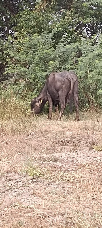 આ ભેંસના સાટા ક...