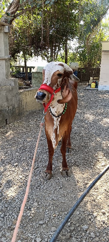 ગાય વેચવાની છે.