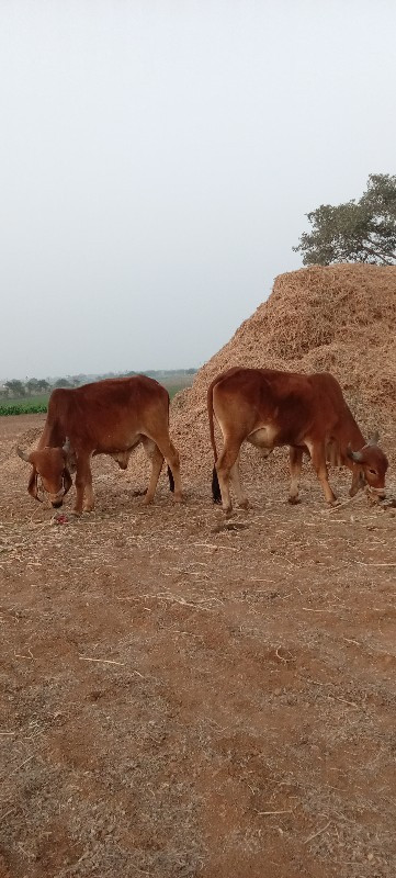 ગોઢલા વેચવાના છ...