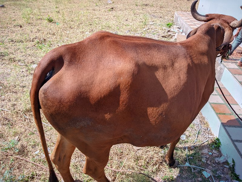 ગાય લે વેચ