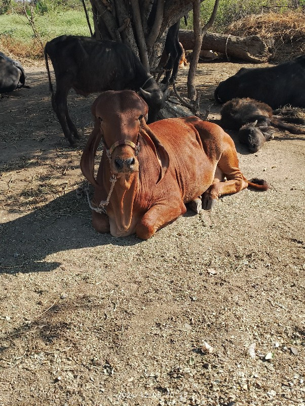 હોકી વેચવાનો છે...