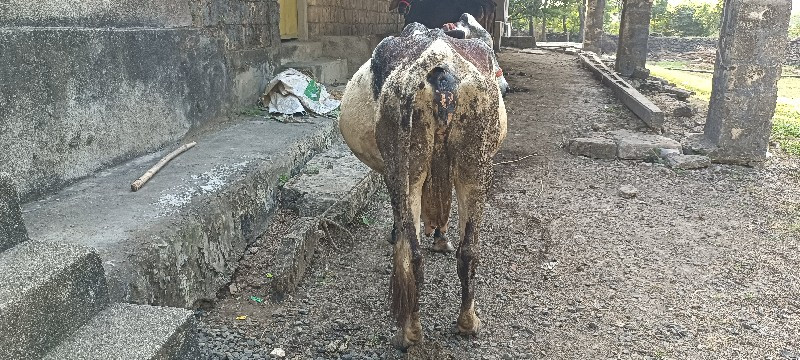 ગાય વેચવાની છે