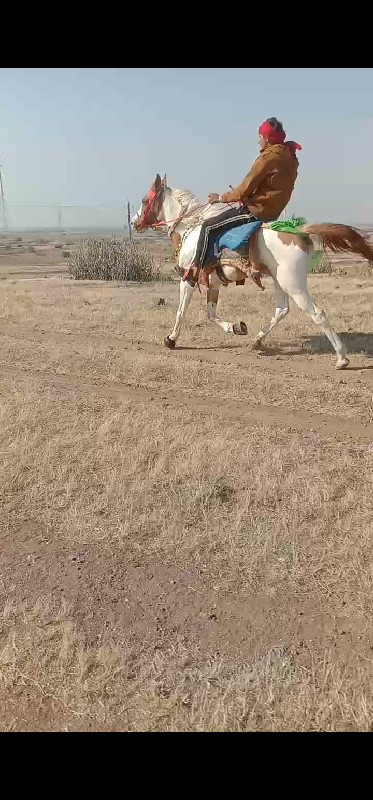 ઘોડી વેચવાની છે