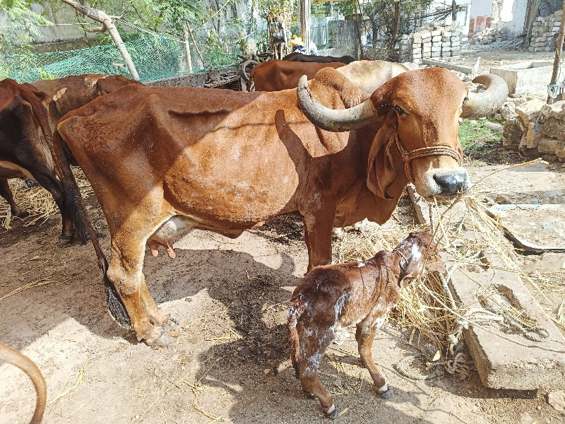 ગાય વેચવાની છે