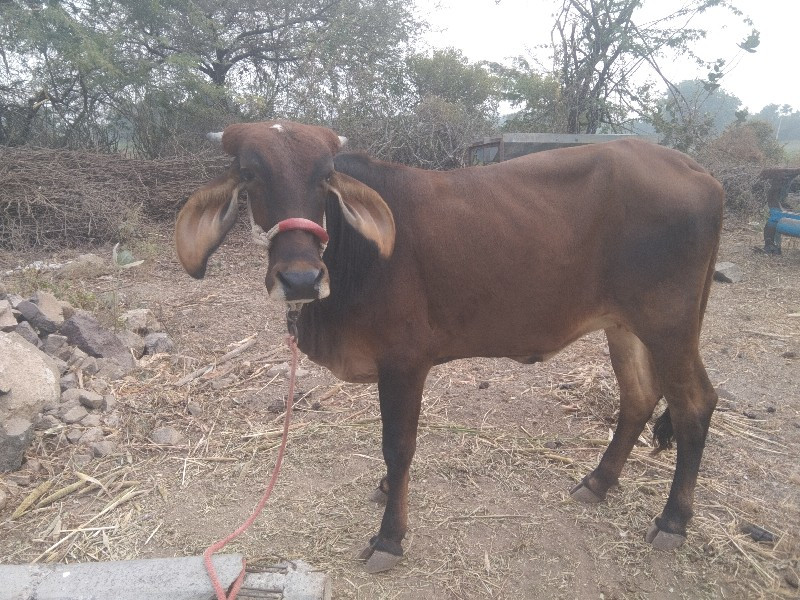 જરશી ઓડકી વેસવા...