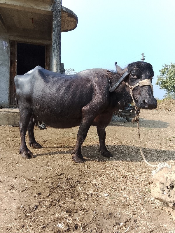 ભેશ વેસવાની છે