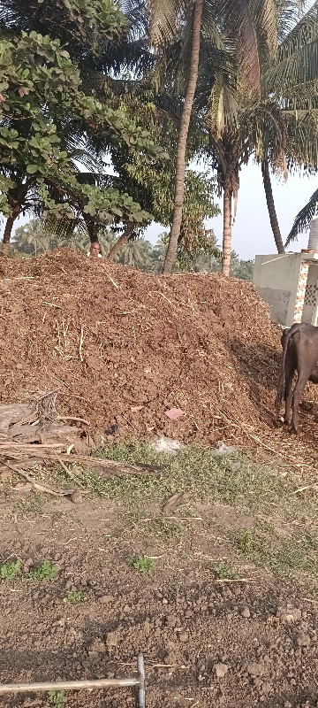 શાણીયુ ખાતર અંદ...