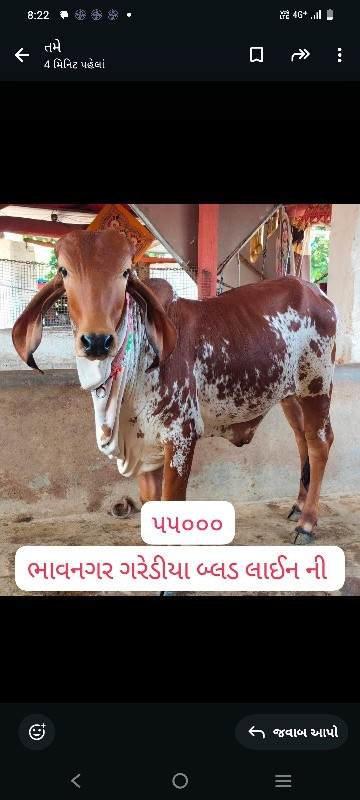 ગીર ગાય અને વાછ...