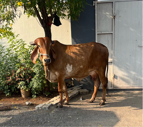 ગાય આપવા ની છે