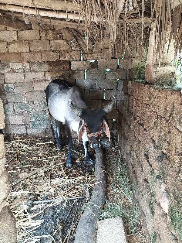 ગોઢલા વેચવાના છ...