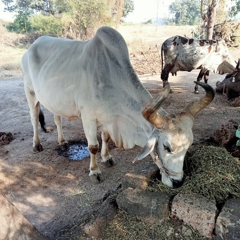 બળદ વેચવાનો છે