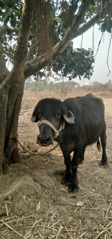 પાડી વેચવાની છે...