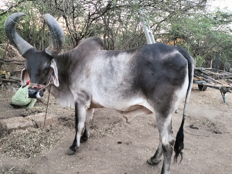 વેચવાનો છે ચોટલ...