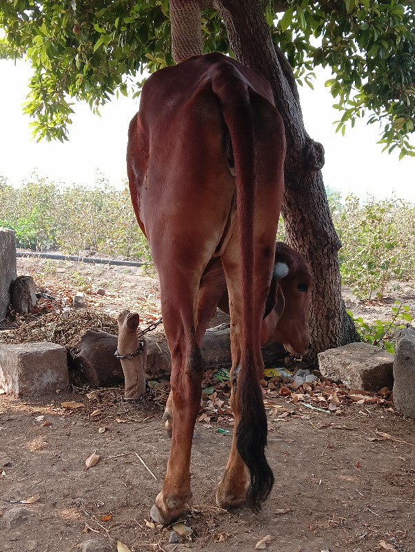 ગાય વેચવાની છે