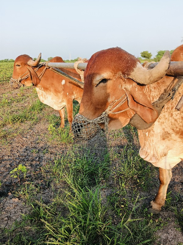 બળદ વેચવાના છે