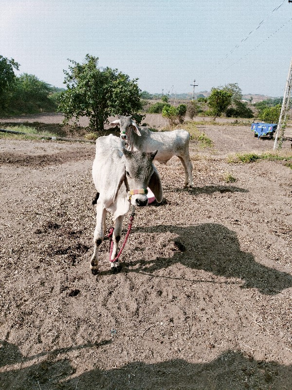 ગોધલા