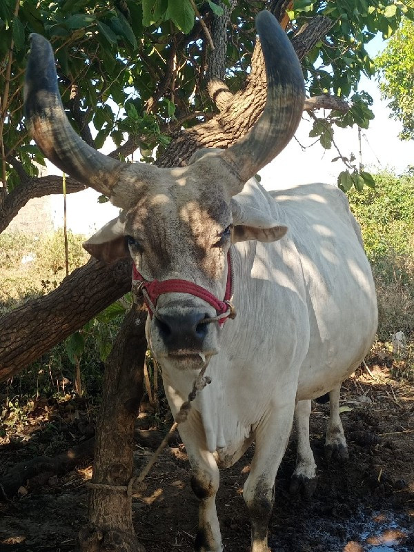 એક બળદ વેચવાનો...