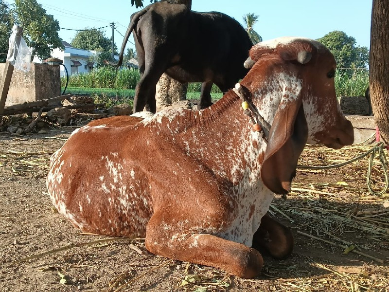 ગીર વાછડિ વેચવા...