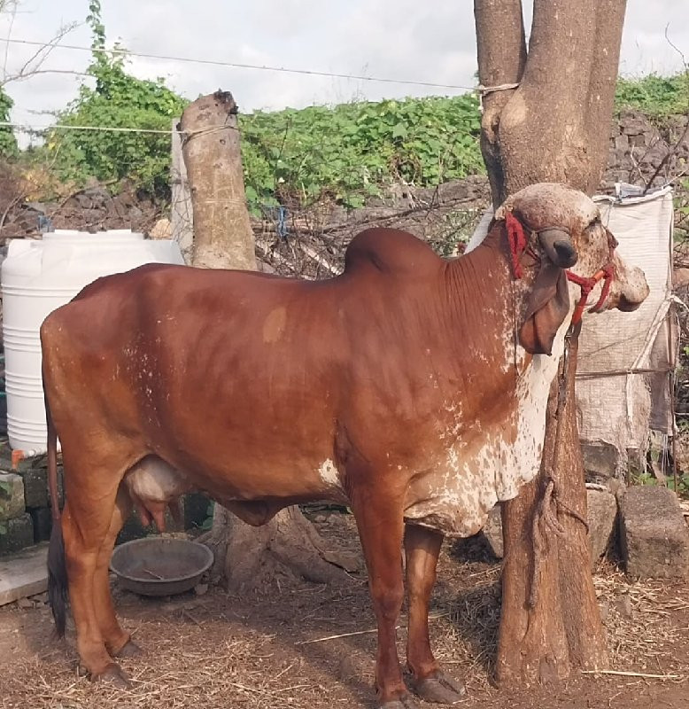 ગાય લેવાની હોય...