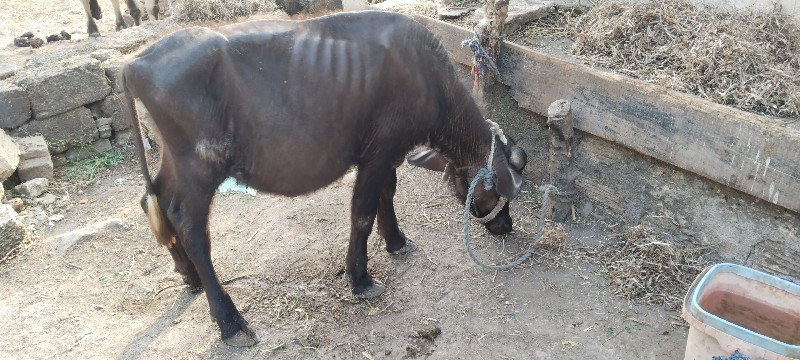 પાડી વેચવાની છે